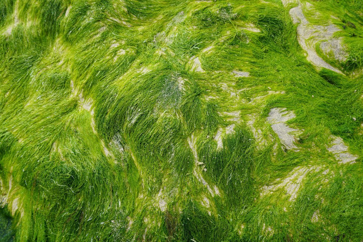 Masse de filaments verts couchés par le courant