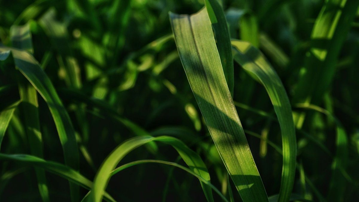 Gros plan sur de longues feuilles vertes de canne à sucre