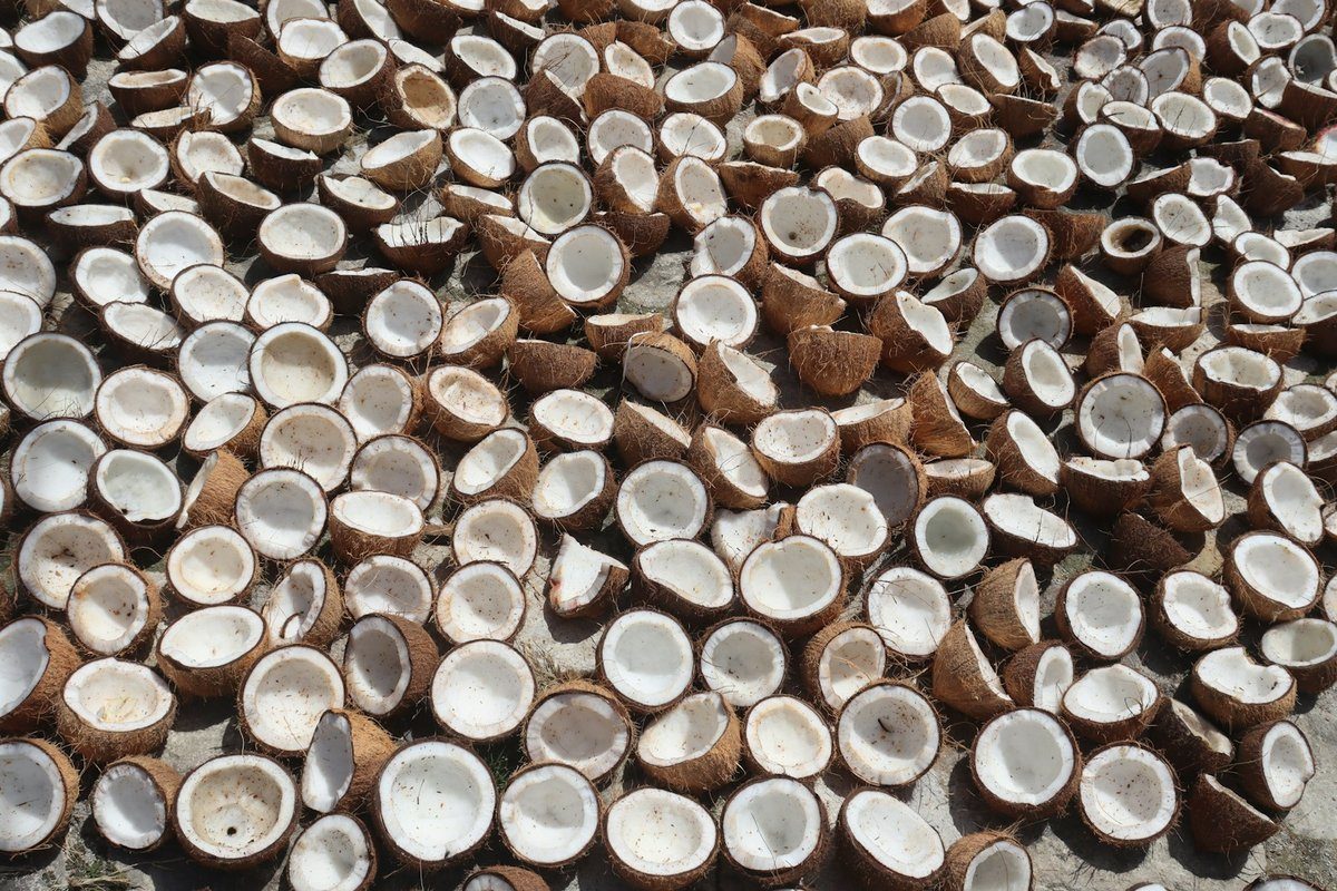 Noix de coco ouvertes en deux, posées au soleil sur un sol en ciment pour sécher