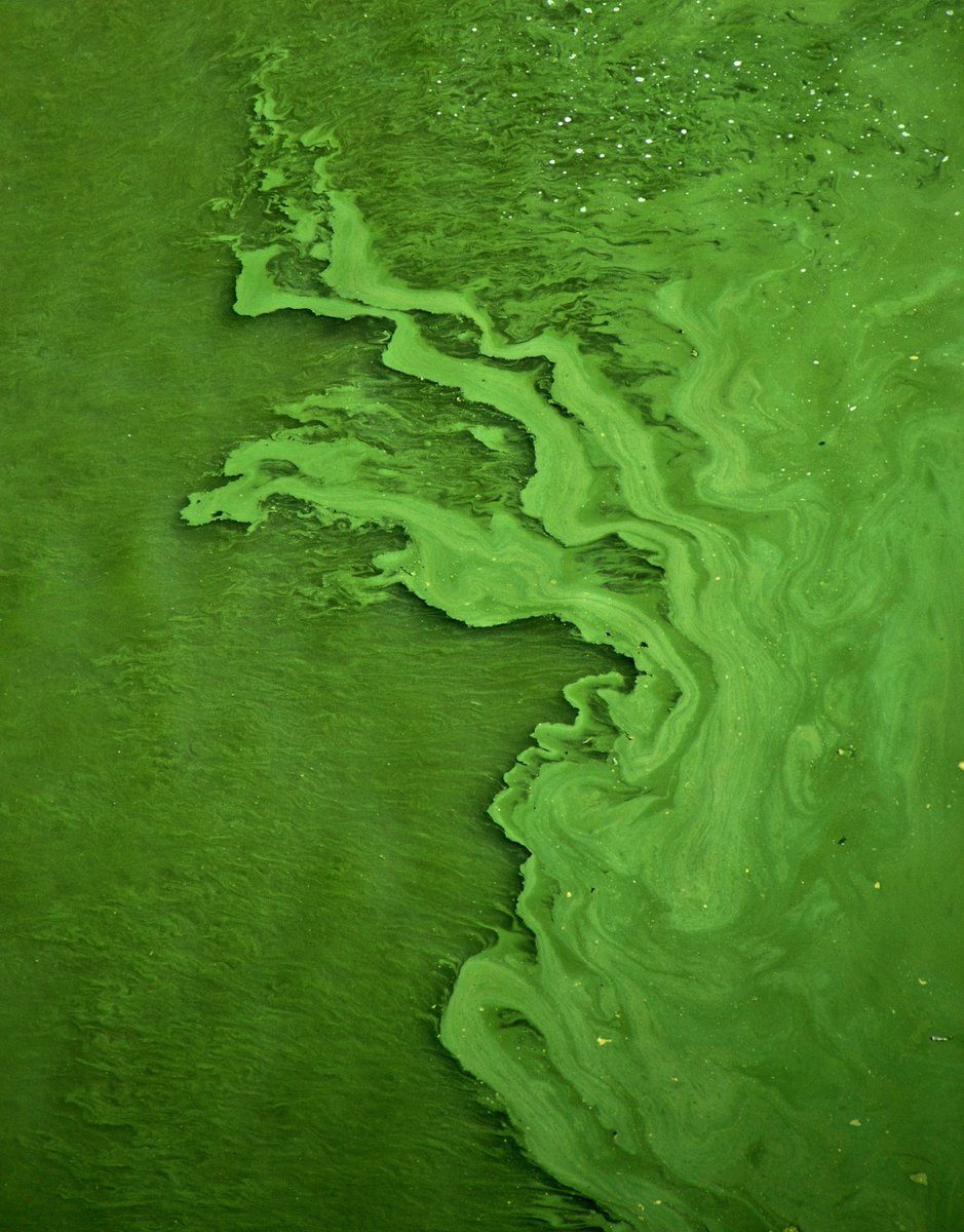 Voile vert léger flottant à la surface d'une eau calme